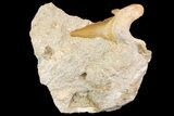 Otodus Shark Tooth Fossil in Rock - Eocene #163129-1